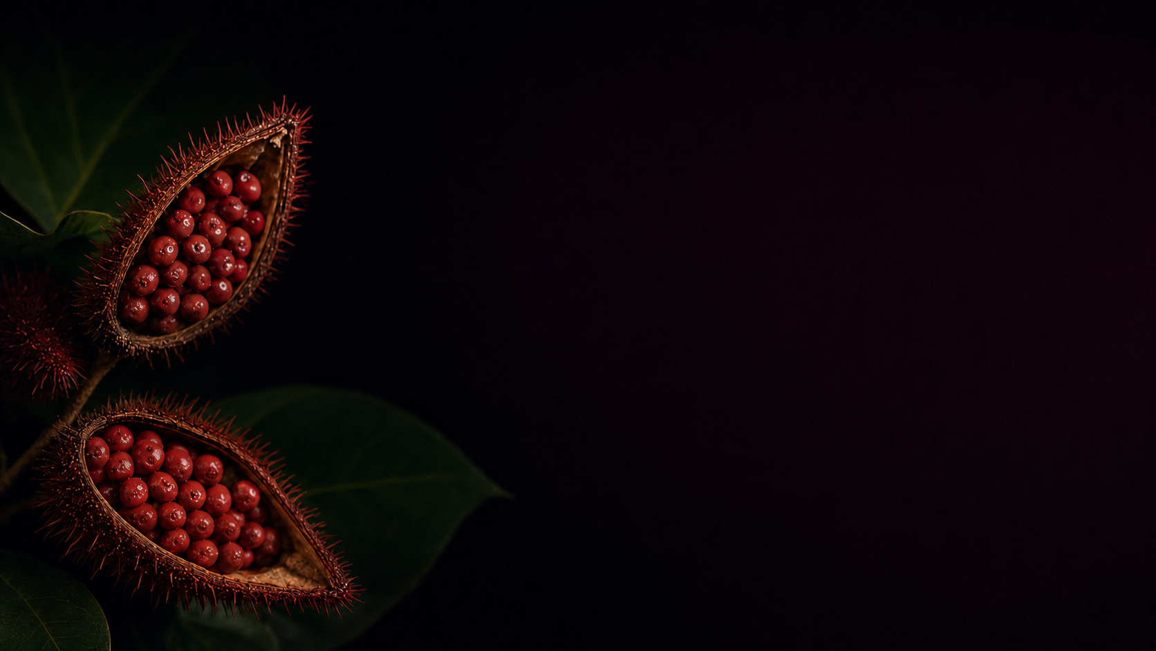 Achiote seed pods opened to reveal the red-orange coated seeds